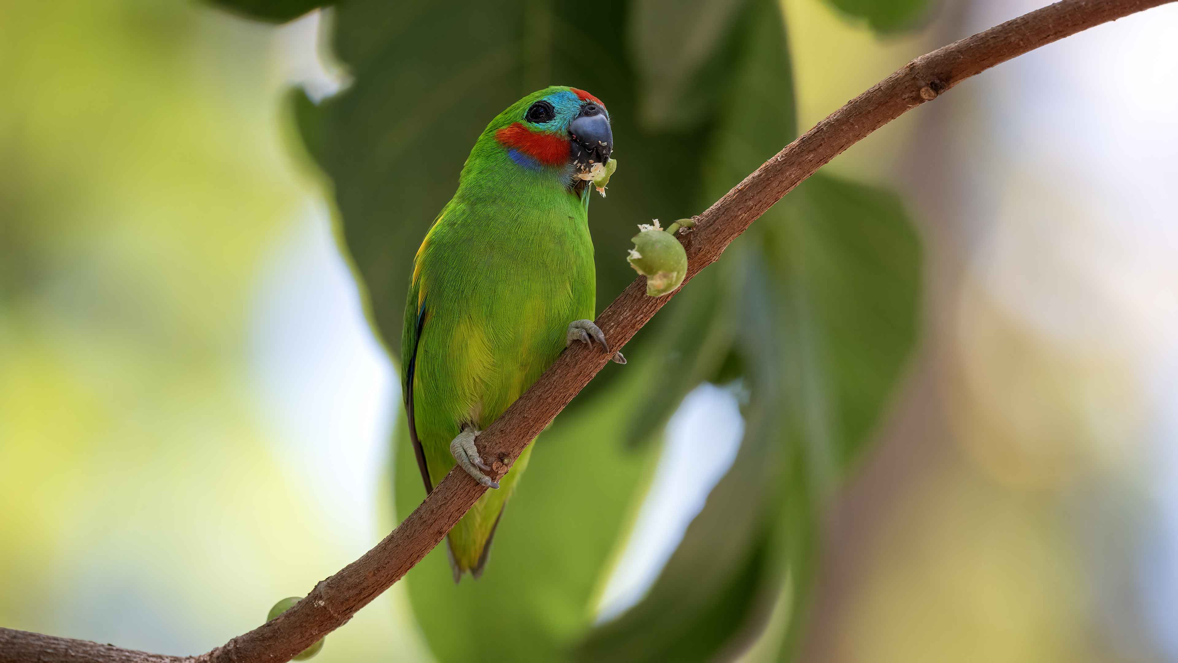 Double-eyed Fig-Parrot